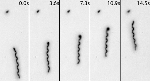 Один из первых образцов микроробота с ABF, показанный на этих снимках, при собственной длине 74 микрометра достигал средней скорости движения 5 микрометров в секунду при частоте вращения 470 оборотов в минуту. Тёмная точка вверху – цель, к которой учёные старались направить свою 