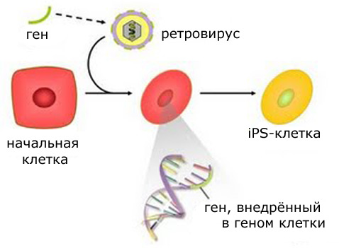 Внедрение нужных генов с помощью ретровируса превращает обычную клетку в плюрипотентную (иллюстрация с сайта biotechprimerblog.ru).