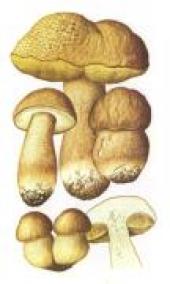 Белый гриб, форма сетчатая  [Boletus aestivalis Paul.: Fr.br Syn.: Boletus reticulatus Schaeff.: Boud.]