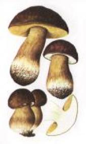 Белый гриб, форма темнобронзовая  [Boletus aereus Bull.: Fr.]